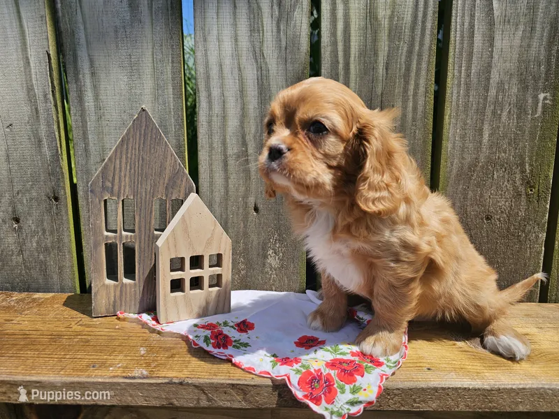 Henry – Cavalier King Charles Spaniel puppy for sale in Wolcottville, IN