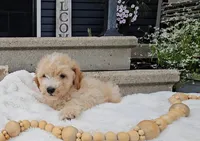 Edmund, a male Miniature Goldendoodle for sale in Ligonier, IN – 2 of 7