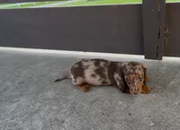 Toffee, a female Dachshund for sale in Ligonier, IN – 3 of 7