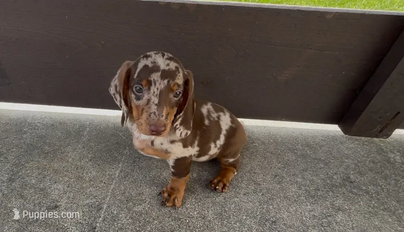 Snickerdoodle – Dachshund puppy for sale in Ligonier, IN