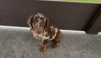 Snickerdoodle, a male Dachshund for sale in Ligonier, IN – 1 of 6