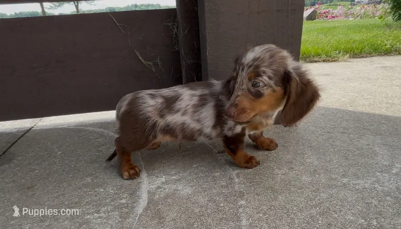 Churro – Dachshund puppy for sale in Ligonier, IN