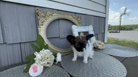 Meadow, a female Papillon for sale in Wolcottville, IN – 3 of 4