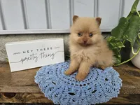 Marvin, a male Pomeranian for sale in Wolcottville, IN – 2 of 4