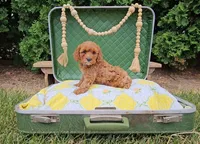 Cedar, a male Cavapoo for sale in Wolcottville, IN – 3 of 4