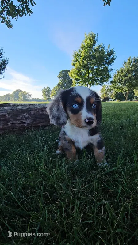 Patch – Dachshund, Cavalier King Charles Spaniel puppy for sale in Ligonier, IN