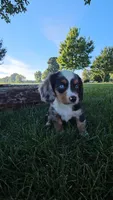 Patch, a male Dachshund and Cavalier King Charles Spaniel for sale in Ligonier, IN – 1 of 2