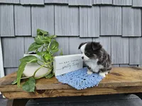 Oliver, a male Chihuahua for sale in Wolcottville, IN – 5 of 5