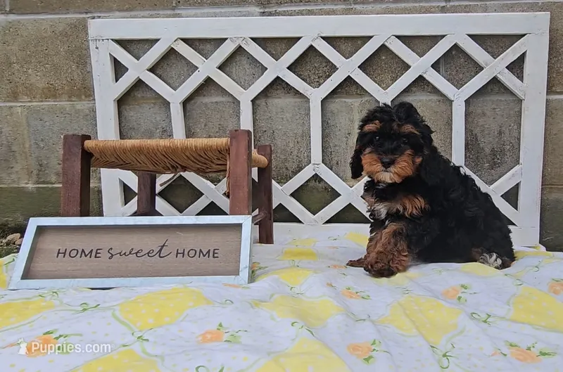 Juniper – Cavapoo puppy for sale in Ligonier, IN