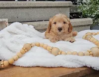 Rowan, a male Miniature Goldendoodle for sale in Ligonier, IN – 3 of 5