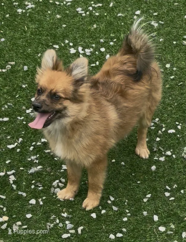 Fox – Pomeranian puppy for sale in Ligonier, IN