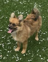 Fox, a male Pomeranian for sale in Ligonier, IN – 1 of 6