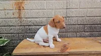 Heath, a male Jack Russell Terrier and Dachshund for sale in Wolcottville, IN – 1 of 3