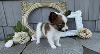 Briar, a female Papillon for sale in Wolcottville, IN – 2 of 4