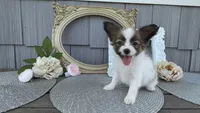 Briar, a female Papillon for sale in Wolcottville, IN – 4 of 4
