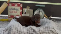 Brownie, a female Dachshund for sale in Ligonier, IN – 4 of 4