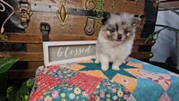 Peter, a male Pomeranian for sale in Wolcottville, IN – 3 of 4