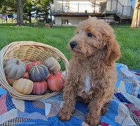 Buck, a male Miniature Goldendoodle for sale in Ligonier, IN – 2 of 9
