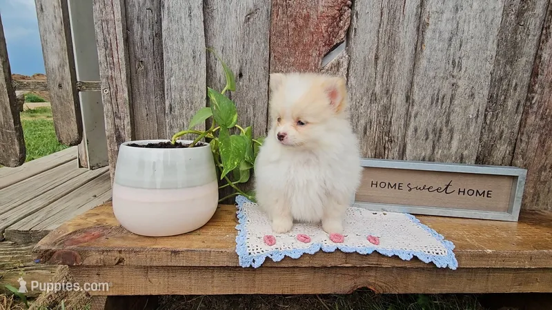 Tink – Pomeranian puppy for sale in Wolcottville, IN