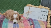 Barney, a male Goldendoodle for sale in Ligonier, IN – 2 of 3