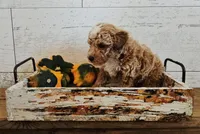 Jasper, a male Poodle - Miniature  for sale in Ligonier, IN – 2 of 2