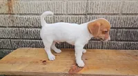 Mars, a male Jack Russell Terrier and Dachshund for sale in Wolcottville, IN – 2 of 4