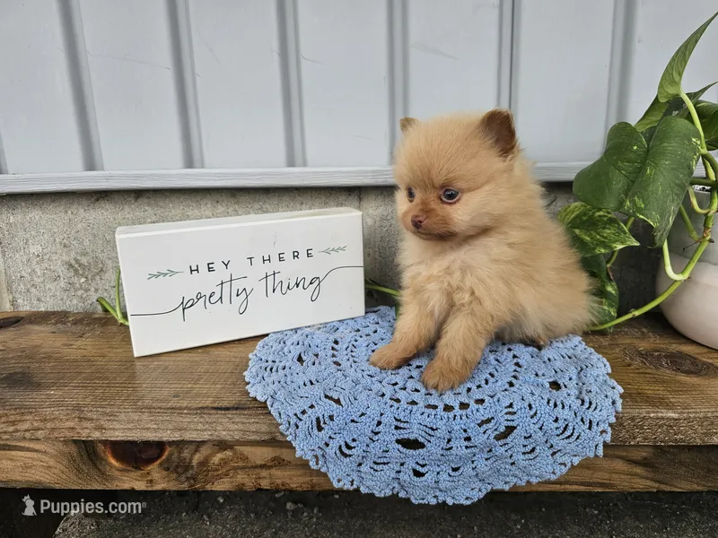 Marvin – Pomeranian puppy for sale in Wolcottville, IN