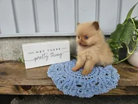 Marvin, a male Pomeranian for sale in Wolcottville, IN – 1 of 4