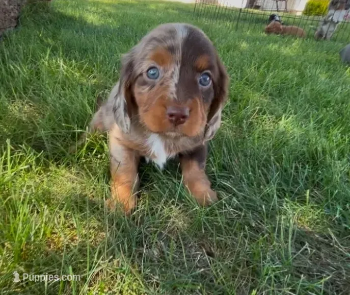 Maple – Dachshund, Cavalier King Charles Spaniel puppy for sale in Ligonier, IN