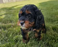 Timber, a female Cavapoo for sale in Wolcottville, IN – 3 of 3
