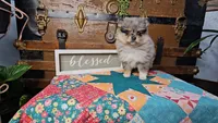 Tiger Lily, a female Pomeranian for sale in Wolcottville, IN – 2 of 3