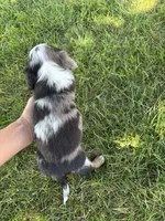 Patch, a male Dachshund and Cavalier King Charles Spaniel for sale in Ligonier, IN – 3 of 3