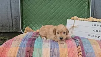 Oakley, a male Goldendoodle for sale in Ligonier, IN – 2 of 2