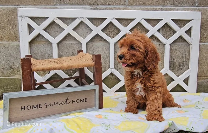 Cedar – Cavapoo puppy for sale in Ligonier, IN