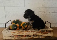 Bentley, a male Poodle - Miniature  for sale in Ligonier, IN – 2 of 2