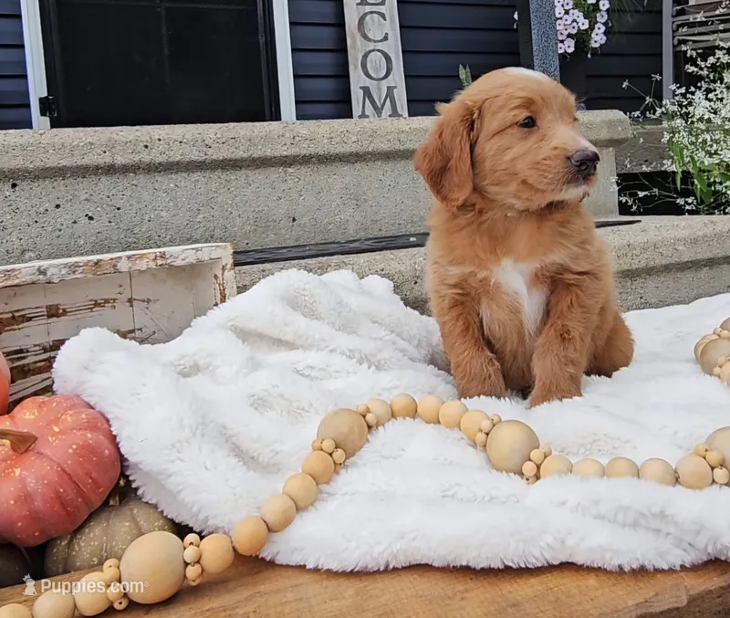 Birch – Miniature Goldendoodle puppy for sale in Ligonier, IN