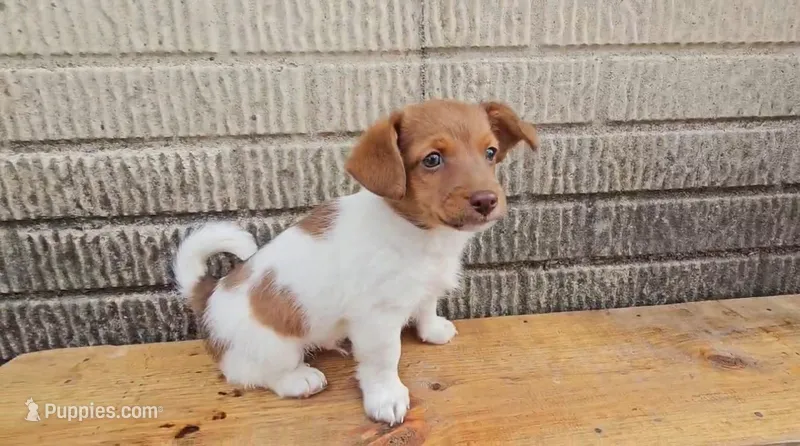 Rolo – Jack Russell Terrier, Dachshund puppy for sale in Wolcottville, IN