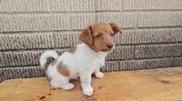 Rolo, a male Jack Russell Terrier and Dachshund for sale in Wolcottville, IN – 1 of 2