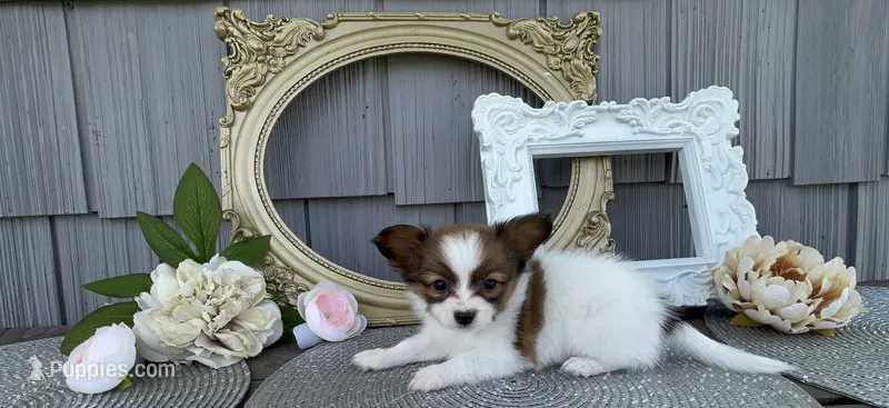 Wren – Papillon puppy on hold in Wolcottville, IN