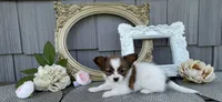 Wren, a female Papillon for sale in Wolcottville, IN – 1 of 4