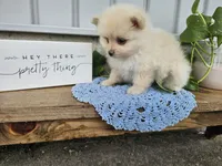Thea, a female Pomeranian for sale in Wolcottville, IN – 2 of 4