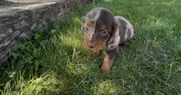 Maple, a female Dachshund and Cavalier King Charles Spaniel for sale in Ligonier, IN – 3 of 3