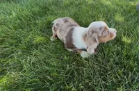 Cider, a male Dachshund and Cavalier King Charles Spaniel for sale in Ligonier, IN – 2 of 3