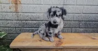 Cordelia, a female Border Collie and Miniature Dachshund for sale in Wolcottville, IN – 3 of 3