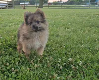 Fox, a male Pomeranian for sale in Ligonier, IN – 3 of 10