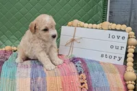Harriet, a male Goldendoodle for sale in Ligonier, IN – 2 of 3
