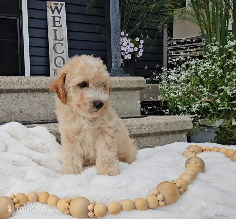 Harriet – Miniature Goldendoodle puppy for sale in Ligonier, IN