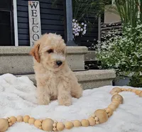 Edmund, a male Miniature Goldendoodle for sale in Ligonier, IN – 1 of 7