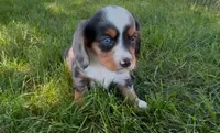 Patch, a male Dachshund and Cavalier King Charles Spaniel for sale in Ligonier, IN – 2 of 2