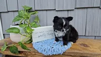 Milo, a male Chihuahua for sale in Wolcottville, IN – 3 of 5